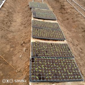 Bell pepper & habanero pepper nursery