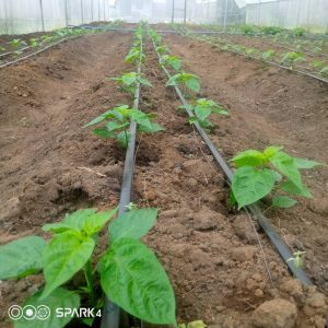 Habanero pepper farm